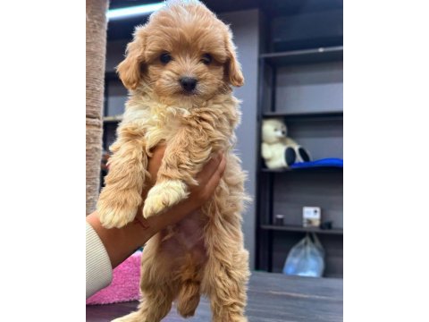 Bebek yüzlü sevimli maltipoo yavrularımız