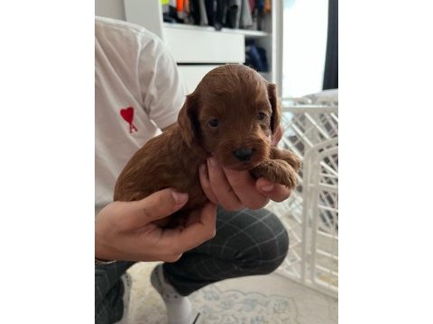 Rezerveye açık toy poodle yavrular