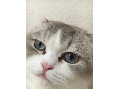 Scottish fold kedisi