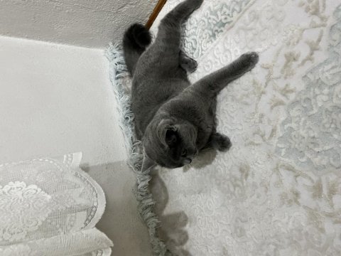 British shorthair kalite tesadüf değildir