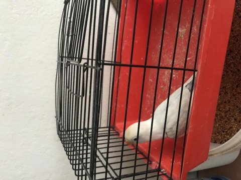 Yavru cennet papağanı