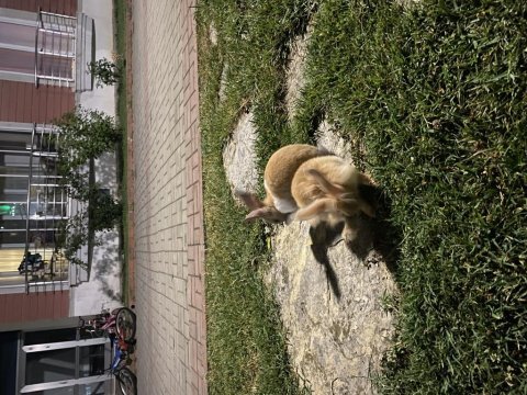 3 adet tavşan sahiplendirme