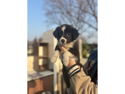 Zeka küpü border collie bebeklerim