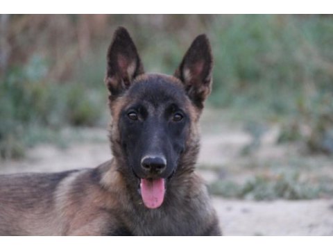 Fcı şecere 10 aylık dişi malinois köpeği