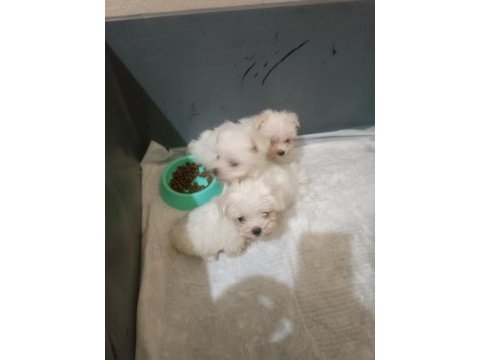 Kilo garantili teacup maltese yavrular küçük isteyene
