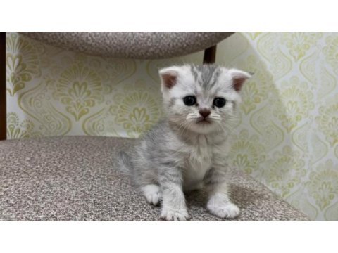 1 aylık kediler scottish fold