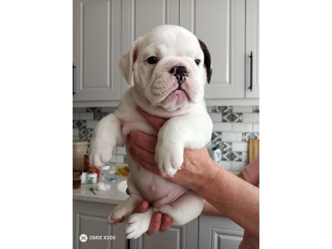 Kar topu ingiliz bulldog yavrularımız