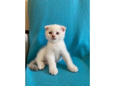 Minik british shorthair yavrulara yeni yuva