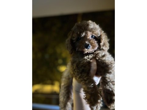 3 aylık erkek toy poodle