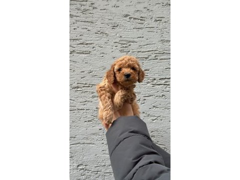 Sevimli ve safkan poodle yavrular