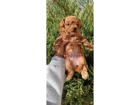 Minyatür maltipoo kız