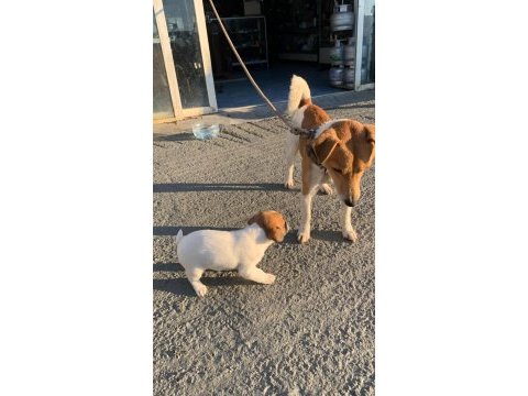 Çok güzel maskeli jack russell 1 dişi ve 1 erkek