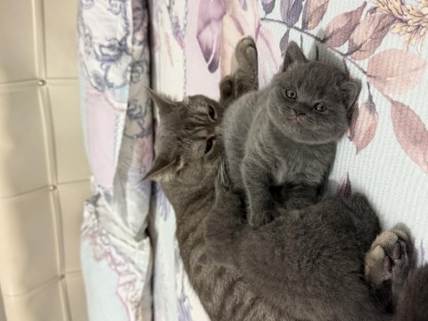British shorthair 2 aylık