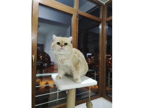 Şecereli british shorthair ny11 golden baskın erkek