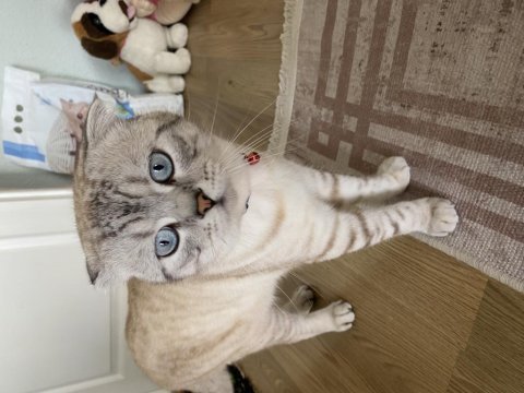 Scottish fold blue point sahiplendirilecektir