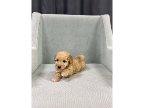 Boy garantili maltipoo