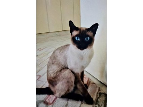 Safkan siyam kedisi yavrular
