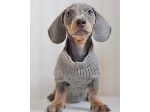 Exotic dachshund yavruları 
