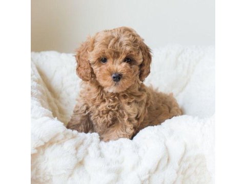 Şirin maltipoo bebeklerimiz yeni yuvasını arıyor