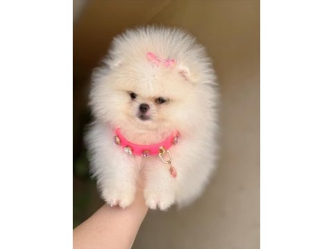 Kore kanlı mini boy pomeranian prenses