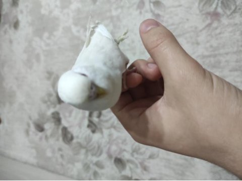 Ele alıştırmalık muhabbet kuşu yavruları