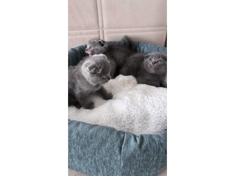 Scottish fold yavrular