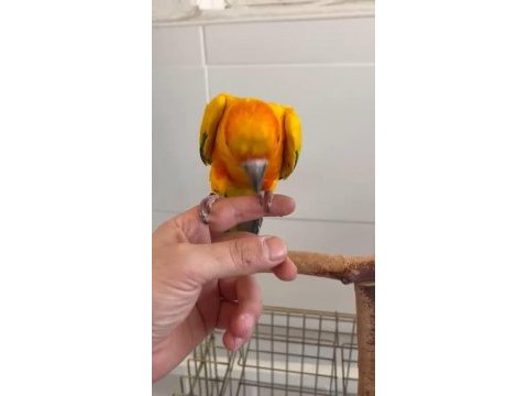 Yarı evcil konur papağanı