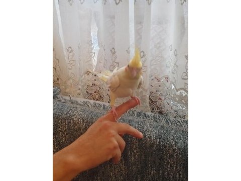 Konuşan sultan papağanlar podyumda