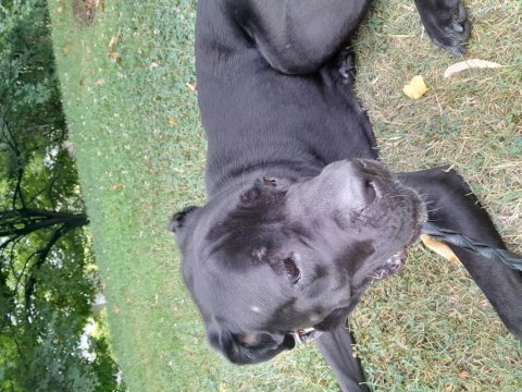 Can dosta kalıcı yuva cane corso