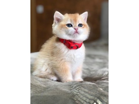 A kalite british shorthair golden yavrular