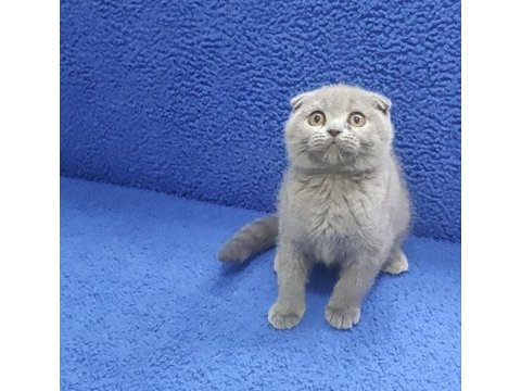 İstanbul içi adrese teslim bulue scottish fold ptırcık