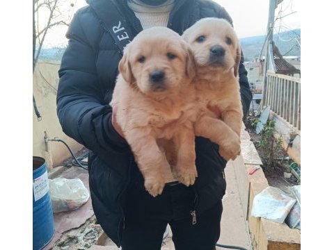 Golden retriever yavru bebeklerimiz rezerveye açıktır
