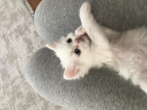 Chinchilla - scottish kırma 1 aylık bebekler