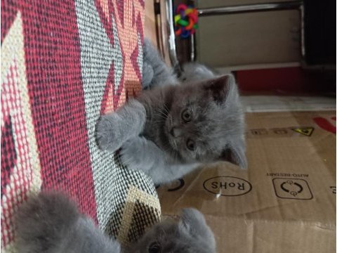 British longhair ve shorthair ve blue point