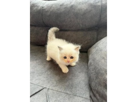 Anne altından safkan ragdoll yavru kediler