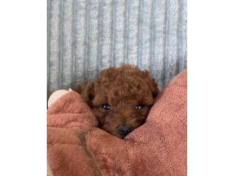 Eşsiz güzellikte toy poodle yavru