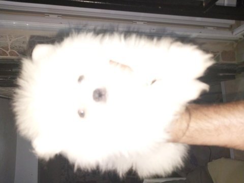 45 günlük süt beyaz erkek ev ortamında pomeranian