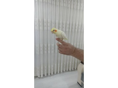 2 adet erkek biri 6 aylık biri 2 aylık sultan papağanı