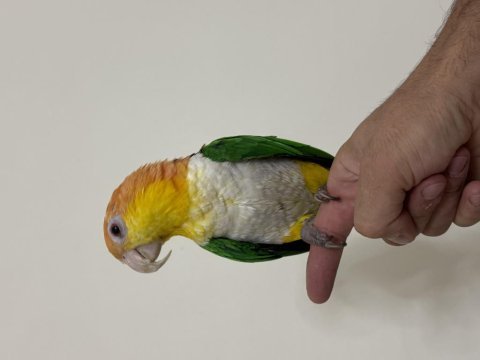 Konuşan caique 81 ile gönderim mevcut