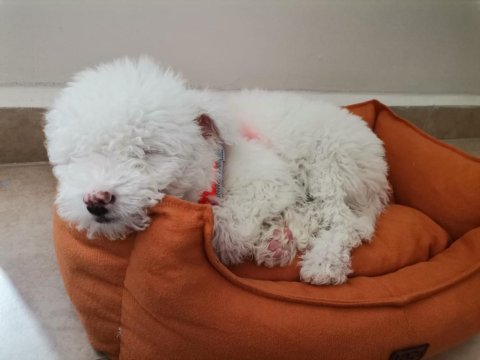 Sahibinden maltese terrier 3 aylık