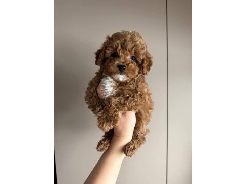 Kore maltipoo