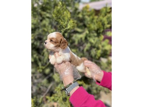 Cavalier king charles yavrusu