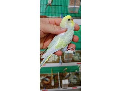 Rainbow muhabbet kuşu yavrular