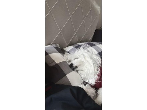 Maltipoo okulumdan dolayı sahiplendiriyorum şila