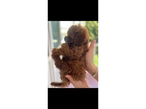 Safkan kore teacup poodle yavrular
