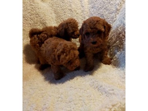Ankaranın en seçkin redbrown toy poodle yavrularımız