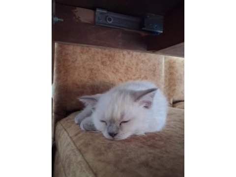 British shorthair blue point dişi