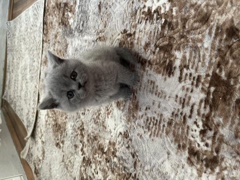 British shorthair yavrular
