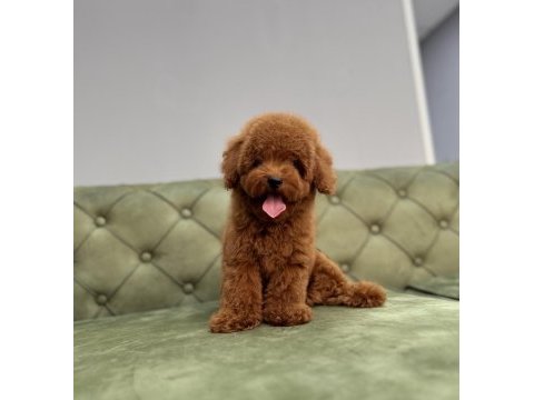 Kore toy garantili red brown toy poodle bebeklerimiz