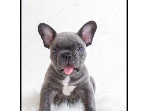 Blue exotic dişi erkek french bulldog yavrularımız